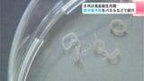 「生きたアニサキス」も展示 食中毒予防に大切なことは? イベントで分かりやすく説明 | 高知のニュース・天気|KUTV NEWS | KUTVテレビ高知