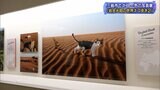 個性あふれるネコを一枚の写真に 三島で岩合光昭さん作品展(静岡県) | 静岡のニュース | SBSNEWS | 静岡放送