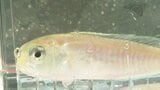 1キロ5000円の超高級魚!愛媛を「シロアマダイ」の一大産地へ、初の稚魚放流で目指す“儲かる漁業|TBS NEWS DIG