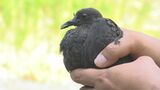 カラスに襲われ動けなくなっていた絶滅危惧種「ヨナグニカラスバト」 回復し自然に帰る|TBS NEWS DIG