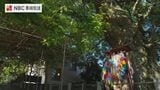 原爆による惨状と復興の歩みを見続けてきた平和と再生の象徴「被爆クスノキ」【長崎ばーどアイ】 | 長崎のニュース | 天気 | NBC長崎放送