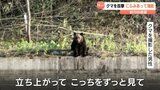クマとにらみあい20分間 わずか100mの距離で「逃げもしないし、逆にこっちに来たがっていた」遭遇した男性が撮影 北海道砂川市 | 北海道のニュース|HBC北海道放送