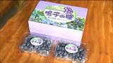 「粒大きく甘味も十分」青くかがやく旬の果実が収穫最盛期　宮城・大崎市　|　宮城のニュース│tbc NEWS│tbc東北放送