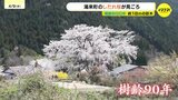 山里に咲くしだれ桜の巨木　桜吹雪に感じる春　広島市佐伯区湯来町　湯の山温泉|TBS NEWS DIG