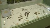 「時を経て貴重な標本に」80年以上前の中高生が手がけた植物標本を倉敷市で展示 絶滅危惧種も【岡山】|TBS NEWS DIG