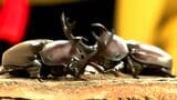 自慢のカブトムシ持ち寄り相撲大会 ほかにも競歩や力くらべなど4種目 子ども600人が真剣勝負|TBS NEWS DIG