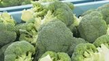 50年ぶりに指定野菜に追加されたブロッコリーが出荷のピーク迎える 石川・加賀市　|　石川県のニュース｜MRO北陸放送