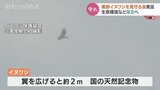 イヌワシの生育環境を守ろう 富山・黒部市に見守る会 減少の一途に地元有志ら |TBS NEWS DIG
