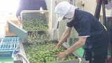 梅酒の仕込み始まる 例年に比べて大玉の梅…3年から5年後に製品化 大分 | 大分のニュース|OBS NEWS|大分放送