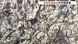 春を感じる白い梅の花咲きほころぶ  少し気温下がるも過ごしやすい１日 富山|TBS NEWS DIG