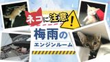 想像するだけでイヤ… エンジンルームに入り込むネコ 梅雨時季は要注意! 対策は「ネコバンバン」 | 福岡のニュース|RKB NEWS|RKB毎日放送