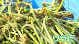 見渡す限り一面、山菜の宝庫! 南陽市の観光わらび園がオープン ウドやフキなども自生!(山形) | 山形のニュース│TUYテレビユー山形
