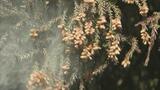 今年のスギ花粉、過去10年で最多、例年の1.8倍見通し　気温高く雄花の量増える　福島|TBS NEWS DIG