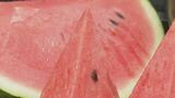 春の味覚!“生産量日本一” 熊本県の「春スイカ」がきょうから販売開始 | 熊本のニュース|RKK NEWS|RKK熊本放送