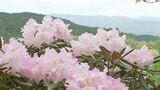 「山の緑とマッチ」シャクナゲ2万本見ごろ　大分・日田市|TBS NEWS DIG