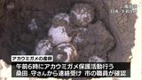 宮崎県の天然記念物「アカウミガメ」の産卵 日南市の海岸で今季初確認|TBS NEWS DIG