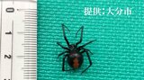大分市内の住宅の庭 毒を持ち特定外来生物に指定 セアカゴケグモのメス4匹を確認 | 大分のニュース|OBS NEWS|大分放送