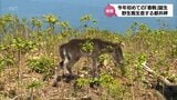 今年初の「春駒」誕生 都井岬の野生馬 | MRTニュース | MRT宮崎放送