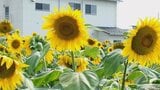 終戦や世界平和への願いを込めて ウクライナの国花ひまわり 畑で大輪の花咲かす|TBS NEWS DIG
