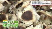 「まさか農作業をするとは思わなかった」新入社員も驚く建設会社の挑戦 モリンガで農業法人化へ　|　MRTニュース ｜ ＭＲＴ宮崎放送