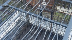 クマが金属製の『箱わな』の格子を破って脱走か…　紅葉の名所「中野もみじ山」周辺で散策コースの一部が立ち入り禁止に　青森県黒石市が苦渋の決断　関係者からは心配の声も【熊災】|TBS NEWS DIG