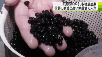 よし様 黒千石大豆　とよまどか大豆 おまとめ再出品❤15キロ よし様 黒千石大豆 とよまどか大豆 おまとめ再出品❤15キロ - メルカリ