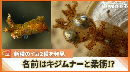 トネ様 琉球*海のたね（新種のイカの名前は『柔術（ジュウジュツ