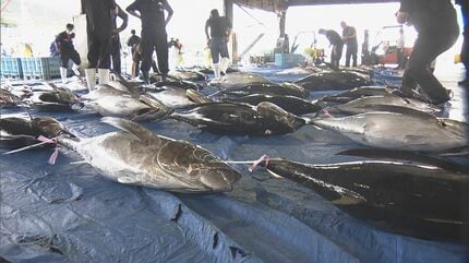 漁港に新鮮なマグロが水揚げされ大勢の仲買人で賑わう お盆の食材