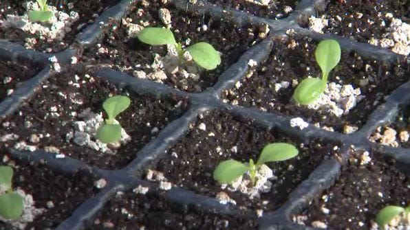 10日に1回20万本分を手作業で　春レタスの種まき始まる　ハウスで春の訪れ待って農家へ引き渡し　長野・朝日村　|　SBC NEWS | 長野のニュース | SBC信越放送