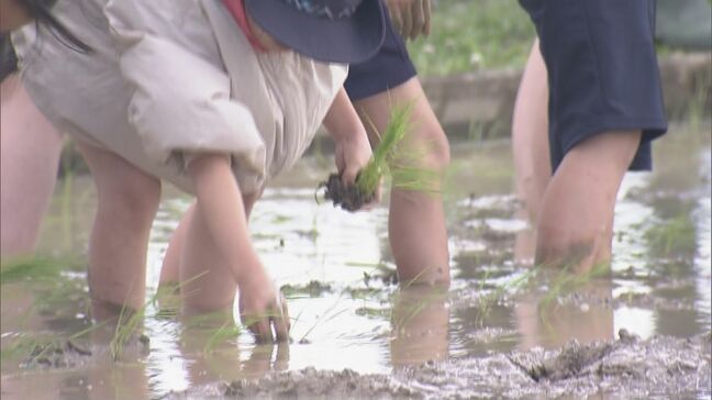 伊勢神宮の神事に奉納するコメをつくる田植え　参加した約120人が｢コシヒカリ｣の苗を丁寧に手植え　三重・伊勢市|TBS NEWS DIG