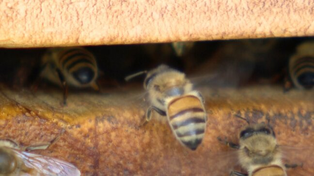 「本当に泣きっ面に蜂」猛暑でハチミツがとれない 羽震わせ巣箱に風送るミツバチ 養蜂場「10年に一度の落ち込みか」|TBS NEWS DIG