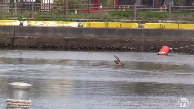 「シカが海を泳いでいる」青森港の水面を動く“ツノ” 海上保安部の救出劇もむなしく衰弱して死ぬ|TBS NEWS DIG