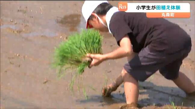 「お米が高いのでたくさんの人に食べてもらえると嬉しい」小学生が田植え体験 宮城・丸森町|TBS NEWS DIG