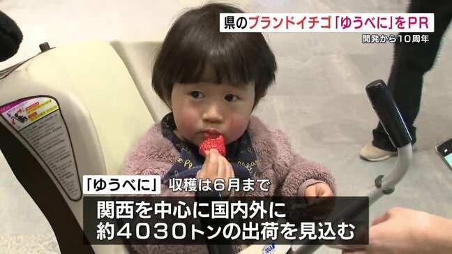 甘みも酸味もおいしい一粒、おひとつどうぞ　熊本のブランドイチゴ「ゆうべに」10周年をPR|TBS NEWS DIG