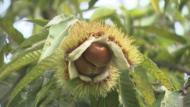 実りの秋　大粒でずっしりとした重さ　会津若松市でクリの収穫最盛期　福島|TBS NEWS DIG