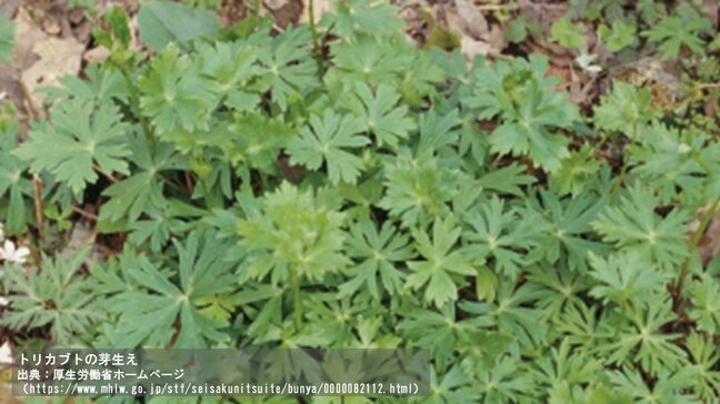 【速報・追記あり】間違えてトリカブトを食べ…　「ニリンソウを食べた」トリカブト食中毒で50代男性が集中治療室に入院　下痢・嘔吐・呼吸不全などの症状　自宅に保管の山野草のほとんどがトリカブト　青森県|TBS NEWS DIG