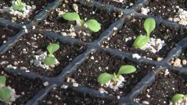 10日に1回20万本分を手作業で　春レタスの種まき始まる　ハウスで春の訪れ待って農家へ引き渡し　長野・朝日村|TBS NEWS DIG