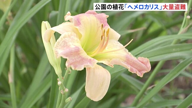 公園に咲いたばかりの「ヘメロカリス」大量盗難被害か　埼玉・川口市　窃盗事件として捜査|TBS NEWS DIG