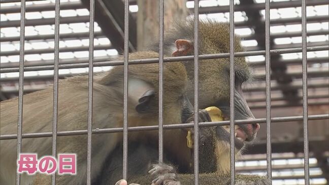 母の日　宮崎市の動物園でマンドリルのお母さんにマンゴーをプレゼント|TBS NEWS DIG