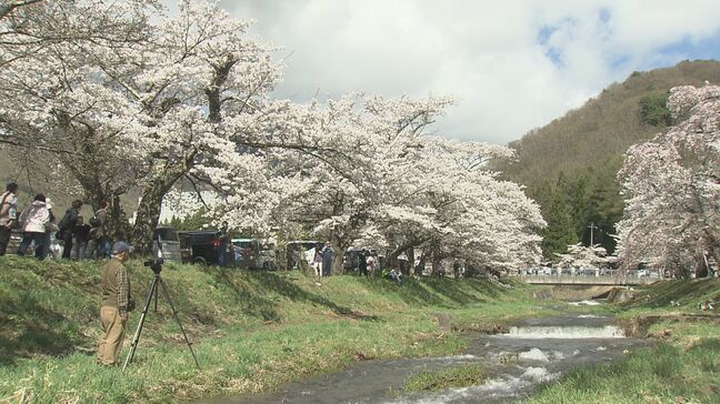 両岸1キロ、200本のサクラが薄紅色に…観音寺川の桜並木が満開　福島・猪苗代町|TBS NEWS DIG