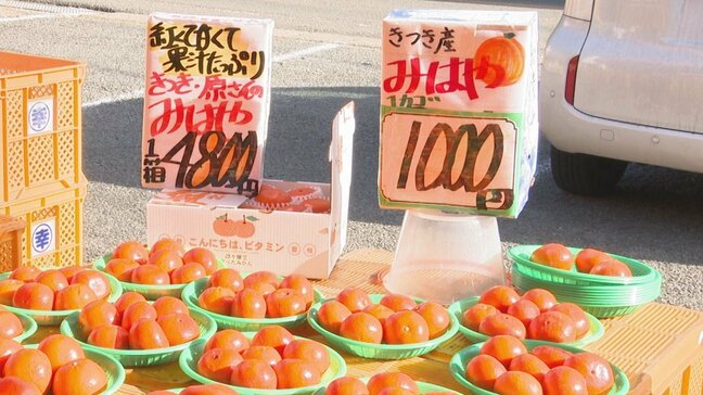 ミカン高騰…3割高　直売所「貯蔵庫はすっからかん状態」　天候不順で生産量激減|TBS NEWS DIG