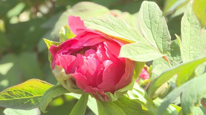 ことしは開花遅れる･･･宇部・ときわ公園で「ぼたん・しゃくやくまつり」|TBS NEWS DIG