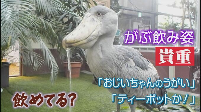 「飲んでないじゃーん」水飲み姿をツッコまれるのは…動かない鳥・ハシビロコウの「フドウくん」実際に見られるのはレア　松江フォーゲルパーク　|　BSSニュース | BSS山陰放送