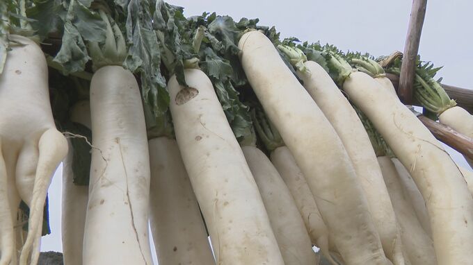 60年以上続く地元の味　阿品たくあん用ダイコン準備　|　山口のニュース・天気・防災｜tys NEWS｜ｔｙｓテレビ山口