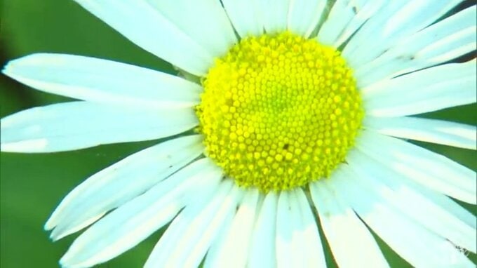 “花の渚”に秋の訪れ　国の名勝「種差海岸」で秋の花「ハマギク」咲き始める　平年よりも少し遅い開花も訪れた人たちを楽しませる　青森県八戸市|TBS NEWS DIG