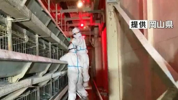 津山市の養鶏場で発生した鳥インフルエンザ　約43万羽の殺処分完了【岡山】|TBS NEWS DIG