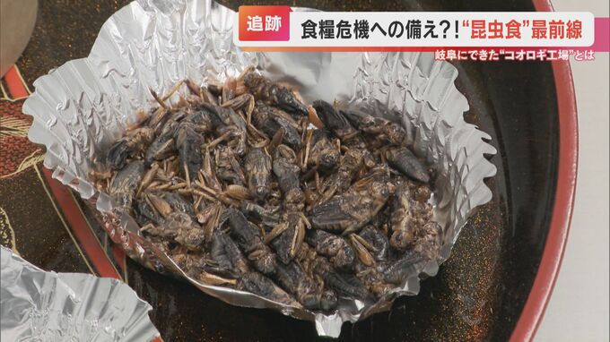 「見なければ、塩味の効いたエビですね」 食用コオロギの生産工場に潜入　1か月で成長、たんぱく質の割合は肉の3倍　食糧難の救世主となるのか【大石が聞く】　|　名古屋・愛知・岐阜・三重のニュース【CBC news】 | CBC web