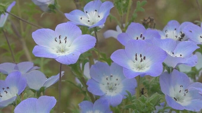 “可憐”なネモフィラが見頃　花壇一面を淡い青色に染める　山梨・富士川クラフトパーク|TBS NEWS DIG