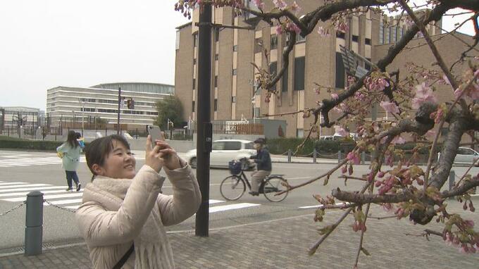 5日は啓蟄 カワヅザクラ咲き始める　富山　|　富山のニュース｜天気・防災｜チューリップテレビ