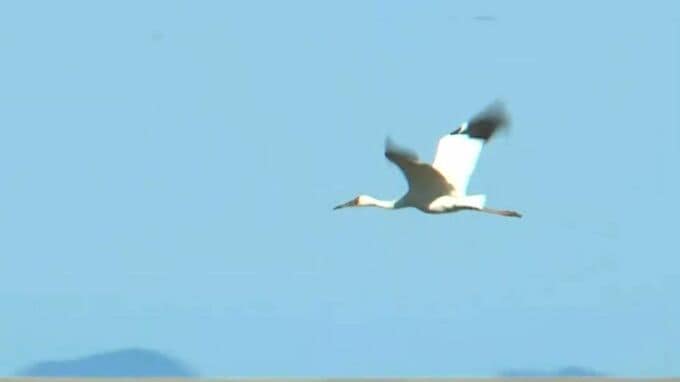 出水平野にソデグロヅル飛来　世界で４０００羽ほどの絶滅危惧種「今年いいことありそう」　鹿児島　|　鹿児島のニュース｜MBC NEWS｜南日本放送